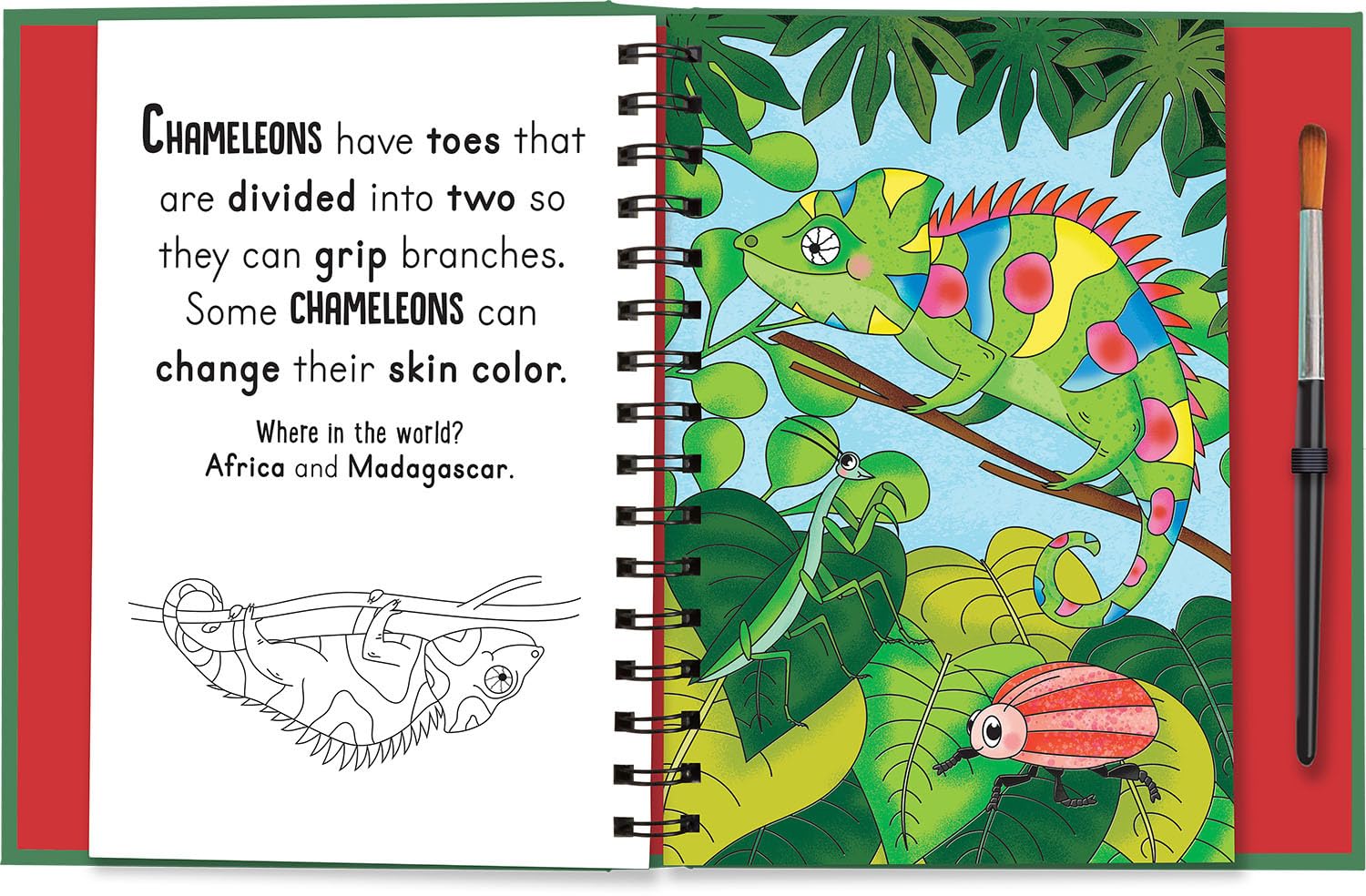 Roars and Claws Animals