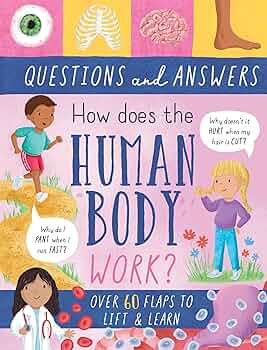 How does the human body work??