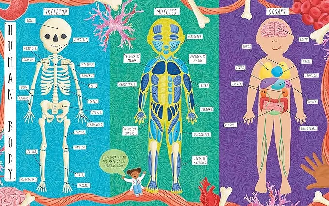 How does the human body work??