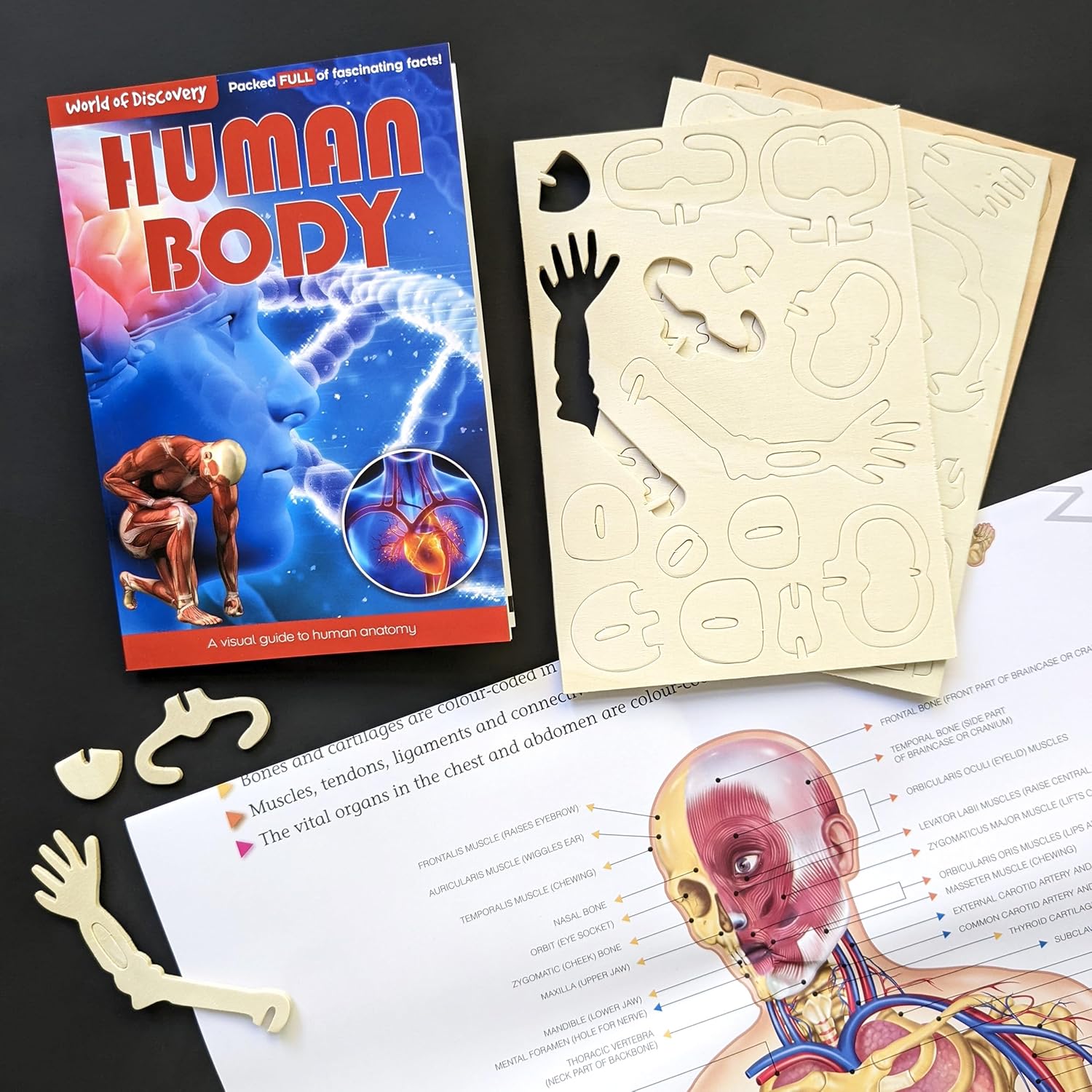 World of Discovery Human Body Kit